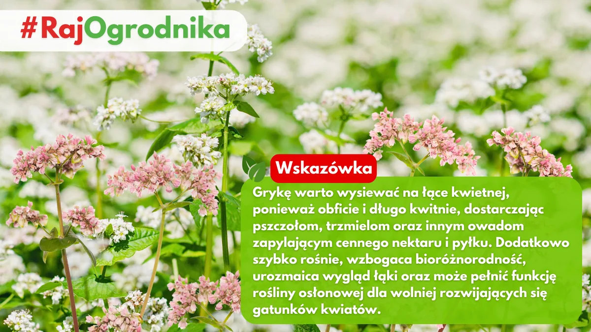 Gryka jako roślina wysiewana na łąkach kwietnych blog sklep rajogrodnika